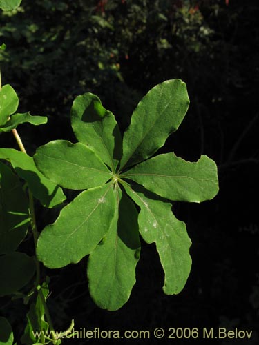 Image of Tropaeolum speciosum (Coralito / Quintralito / Voqui). Click to enlarge parts of image.